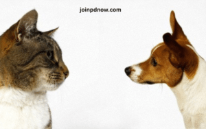 Cats' Reactions to Being Sat on by Dogs